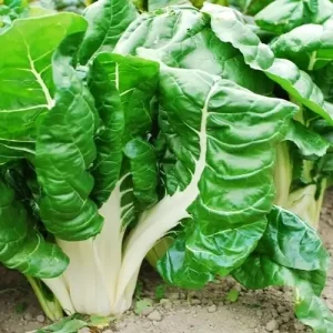 SPINACH  FOODHOOK GAINT