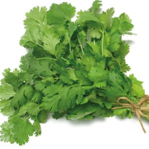 CORIANDER  LONG STANDING